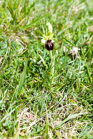 Ophrys sphegodes, Early Spider Orchid, Swanage, April 2015