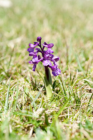 Anacamptis  morio, Green-veined Orchid, Swanage, April 2015