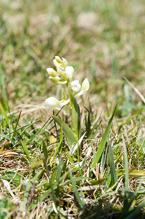 Anacamptis  morio, Green-veined Orchid, Swanage, April 2015
