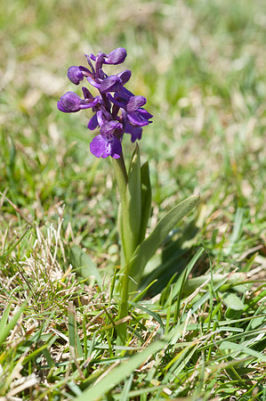 Anacamptis  morio, Green-veined Orchid, Swanage, April 2015