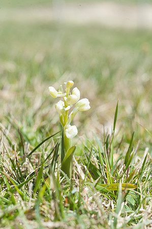 Anacamptis  morio, Green-veined Orchid, Swanage, April 2015