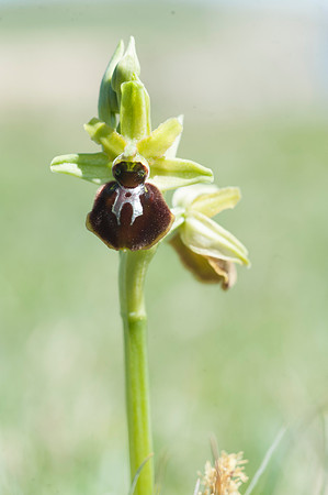 Ophrys sphegodes, Early Spider Orchid, Swanage, April 2015
