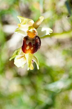 Ophrys sphegodes, Early Spider Orchid, Swanage, April 2015