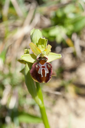 Ophrys sphegodes, Early Spider Orchid, Swanage, April 2015