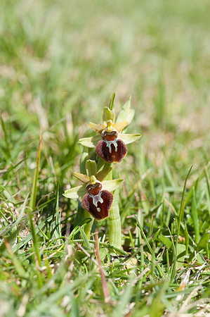 Ophrys sphegodes, Early Spider Orchid, Swanage, April 2015