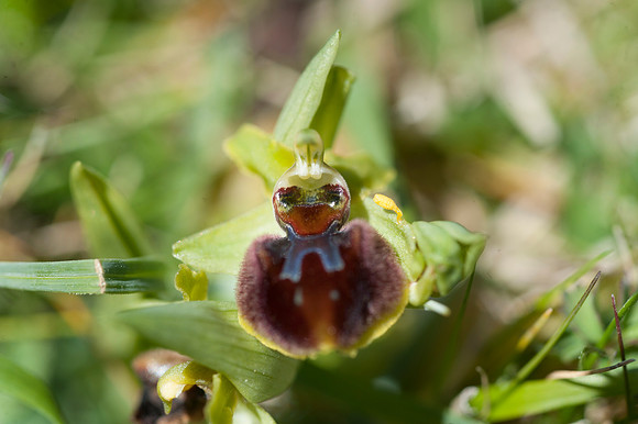 Ophrys sphegodes, Early Spider Orchid, Swanage, April 2015