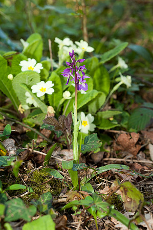 Orchis mascula, Early Purple Orchid. April 23rd 2015