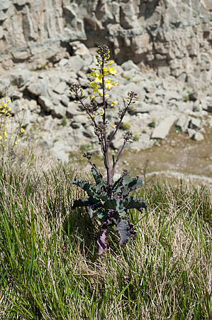 Brassica oleracea, Sea Cabbage, Swanage, April 2015