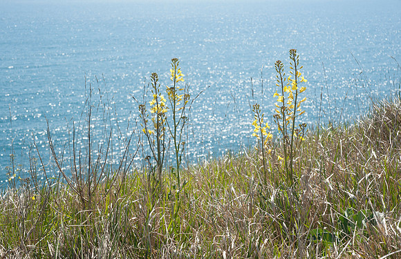 Brassica oleracea, Sea Cabbage, Swanage, April 2015