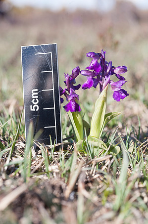 Anacamptis  morio, Green-veined Orchid, New Forest 30th April 2015
