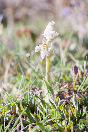 Anacamptis  morio, Green-veined Orchid, New Forest 30th April 2015