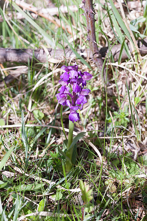 Anacamptis  morio, Green-veined Orchid, New Forest 30th April 2015