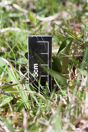 Listera ovata, Lesser Twayblade, New Forest 30th April 2015