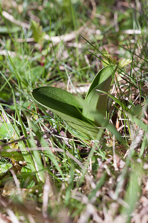 Listera ovata, Lesser Twayblade, New Forest 30th April 2015