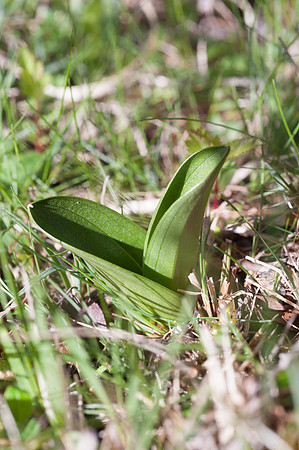 Listera ovata, Lesser Twayblade, New Forest 30th April 2015