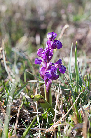 Anacamptis  morio, Green-veined Orchid, New Forest 30th April 2015