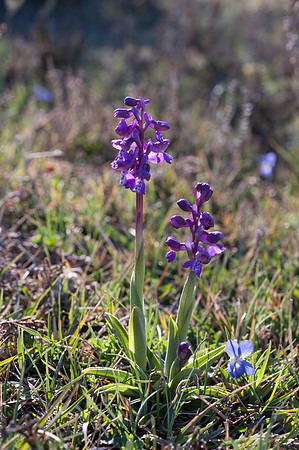 Anacamptis  morio, Green-veined Orchid, New Forest 30th April 2015