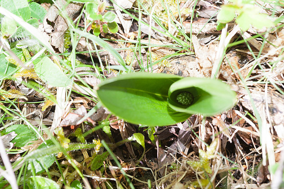 Listera ovata, Common Twayblade, New Forest 30th April 2015