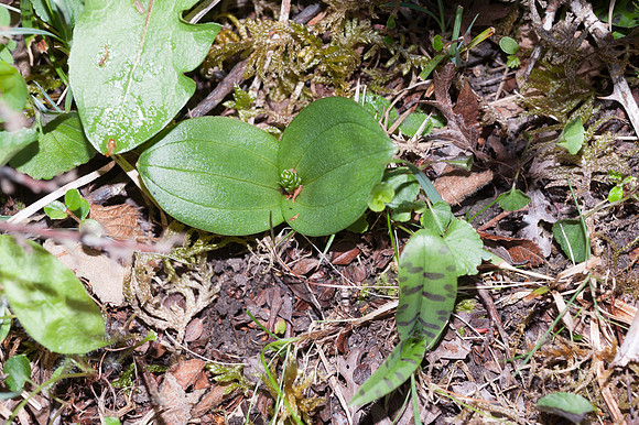 Listera ovata, Common Twayblade, New Forest 30th April 2015