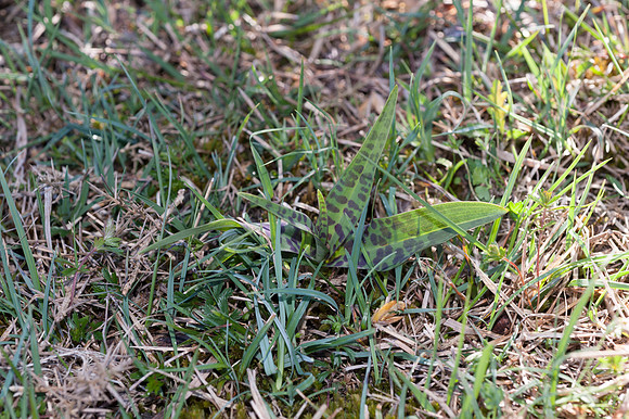 Dactylorhiza maculata, Heath Spotted Orchid, New Forest 30th April 2015