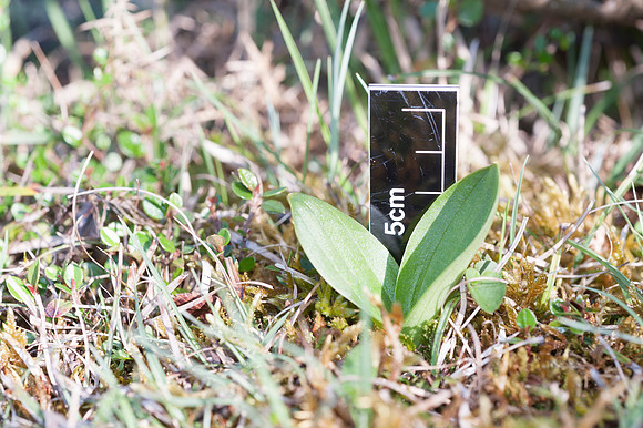 Listera ovata, Common Twayblade, New Forest 30th April 2015