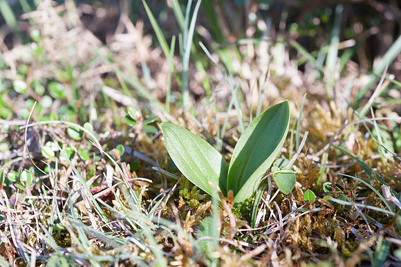 Listera ovata, Common Twayblade, New Forest 30th April 2015