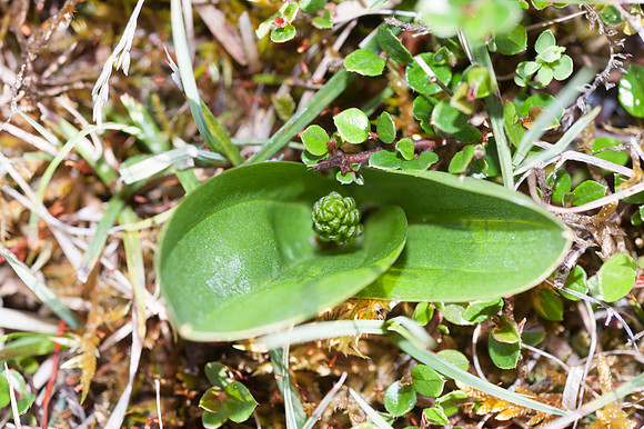 Listera ovata, Common Twayblade, New Forest 30th April 2015