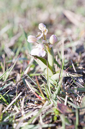 Anacamptis  morio, Green-veined Orchid, New Forest 30th April 2015