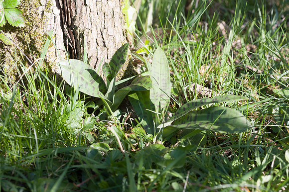 Dactylorhiza maculata, Heath Spotted Orchid, New Forest 30th April 2015