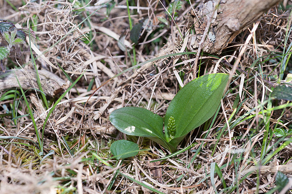 Listera ovata, Lesser Twayblade, New Forest 30th April 2015