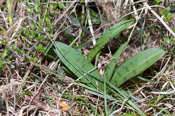 Dactylorhiza fuchsii, Common Spotted Orchid, New Forest 30th April 2015