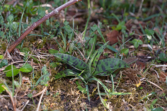Dactylorhiza maculata, Heath Spotted Orchid, New Forest 30th April 2015