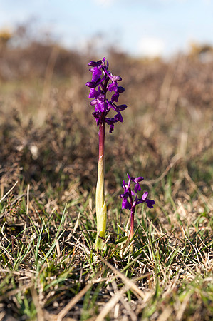 Anacamptis  morio, Green-veined Orchid, New Forest 30th April 2015