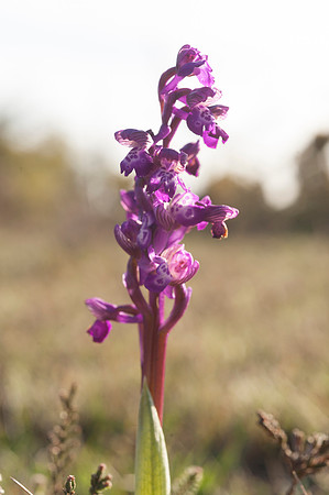 Anacamptis  morio, Green-veined Orchid, New Forest 30th April 2015