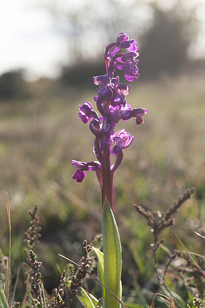 Anacamptis  morio, Green-veined Orchid, New Forest 30th April 2015