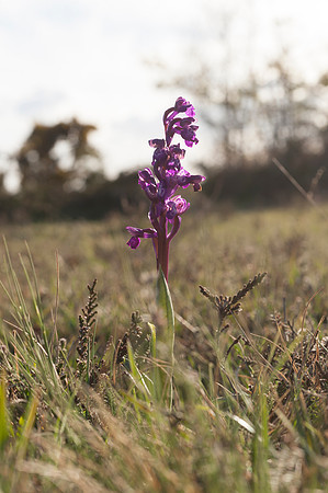 Anacamptis  morio, Green-veined Orchid, New Forest 30th April 2015
