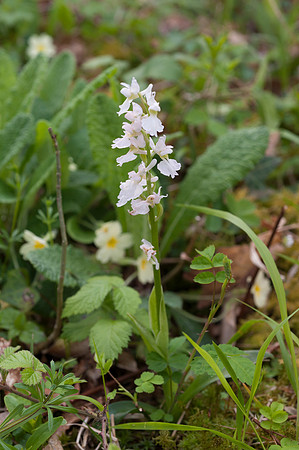 Orchis mascula, Early Purple Orchid. New Forest, 30th April 2015