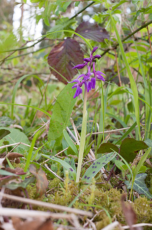 Orchis mascula, Early Purple Orchid. New Forest, 30th April 2015