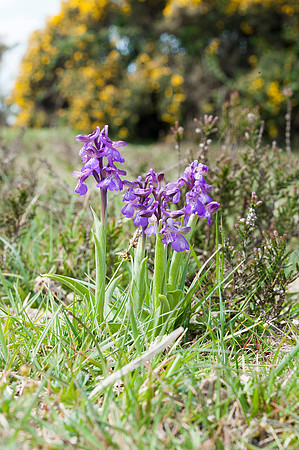 Anacamptis  morio, Green-veined Orchid, New Forest 4th May 2015