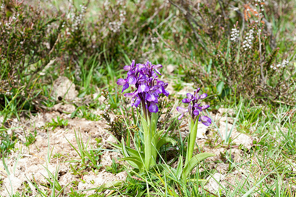 Anacamptis  morio, Green-veined Orchid, New Forest 4th May 2015