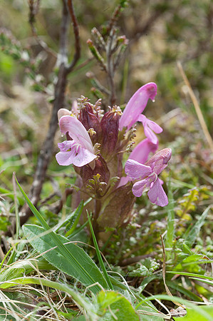 Pedicularis palustris, Marsh Lousewort