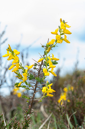 Genista anglica, Petty Whin