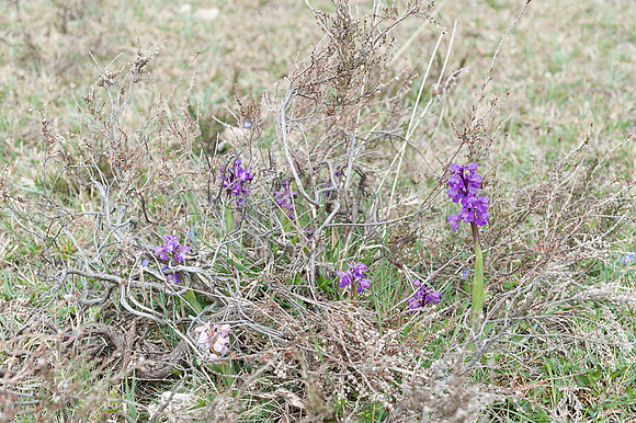 Anacamptis  morio, Green-veined Orchid, New Forest 4th May 2015