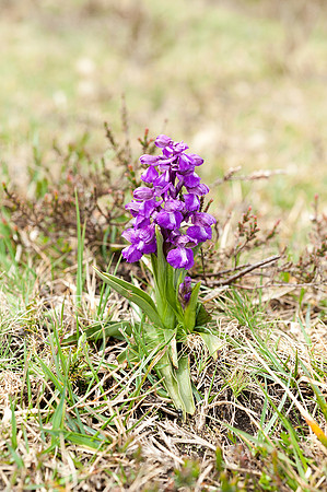 Anacamptis  morio, Green-veined Orchid, New Forest 4th May 2015