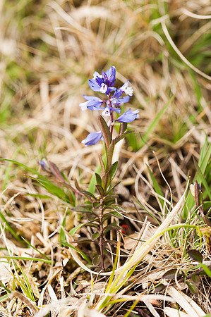 Polygala serpyllifolia, Heath Milkwort