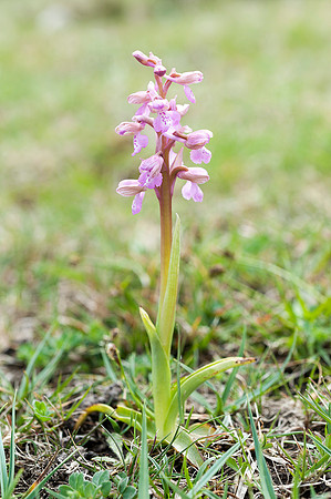 Anacamptis  morio, Green-veined Orchid, New Forest 4th May 2015