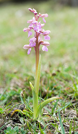 Anacamptis  morio, Green-veined Orchid, New Forest 4th May 2015