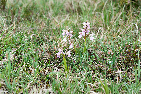 Anacamptis  morio, Green-veined Orchid, New Forest 4th May 2015