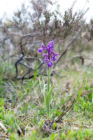 Anacamptis  morio, Green-veined Orchid, New Forest 4th May 2015
