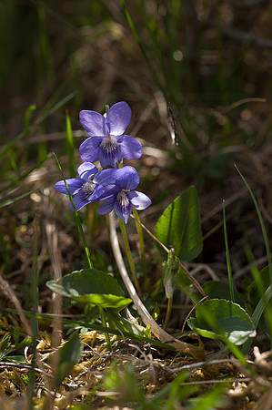 Viola sp.